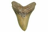 Serrated, Fossil Megalodon Tooth - North Carolina #372377-1